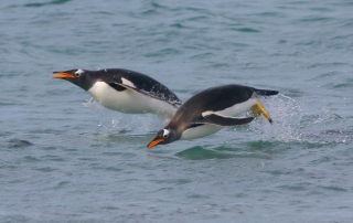 Elizabeth Burtt: Gentoos porpoising