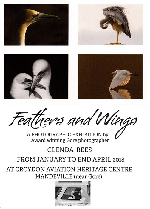 Glenda Rees: Feathers and Wings