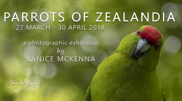 Janice McKenna: Parrots of Zealandia