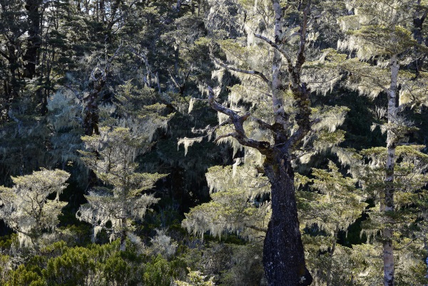 Peter McCusker: Lichen
