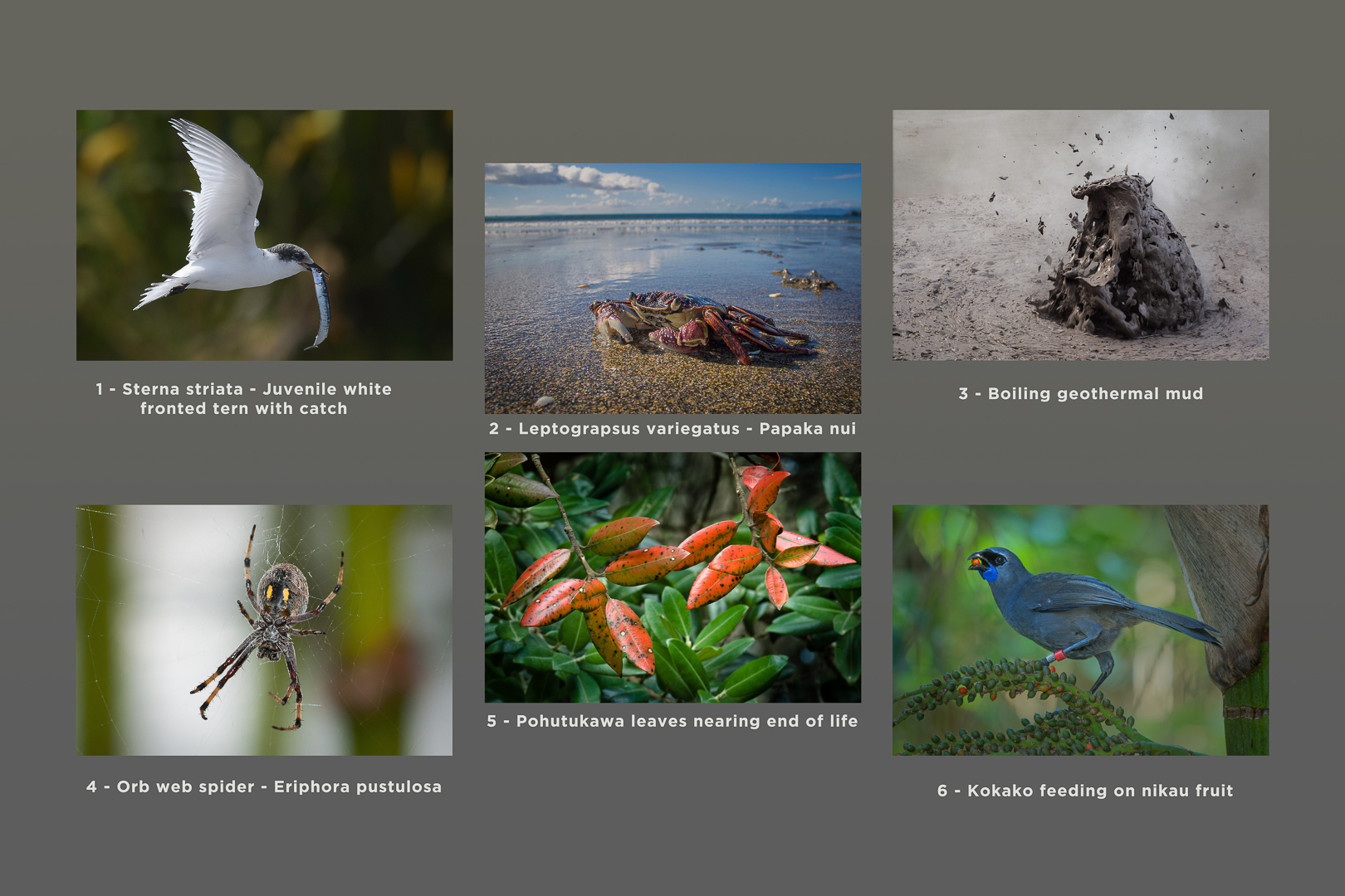 First Place Pukekohe Franklin Camera Club First Place Pukekohe Franklin Camera Club