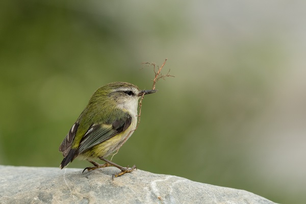 Male Rifleman Acanthisitta chloris Glenda Rees