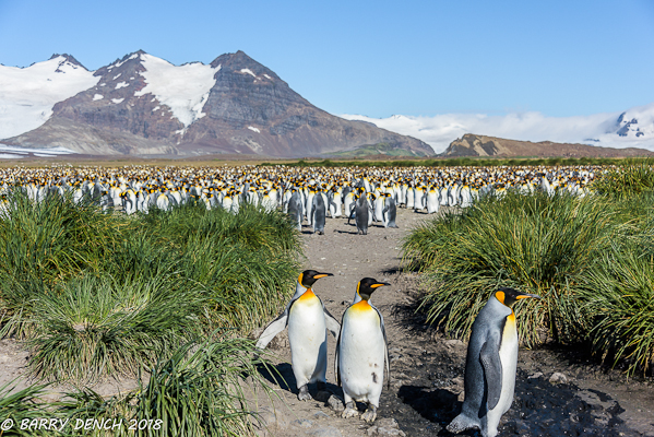 King penguin colony, Salsbury Plain. Estimated 60,000 pairs.