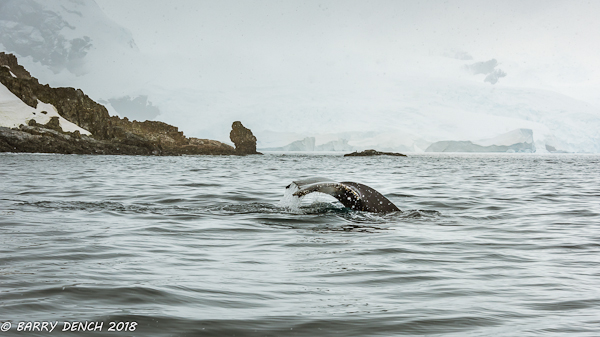 Humpback diving