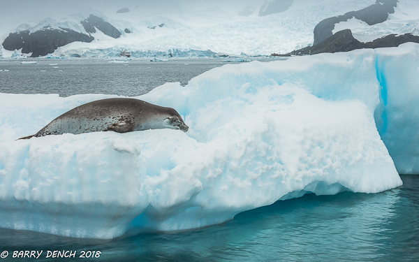 Weddell seal