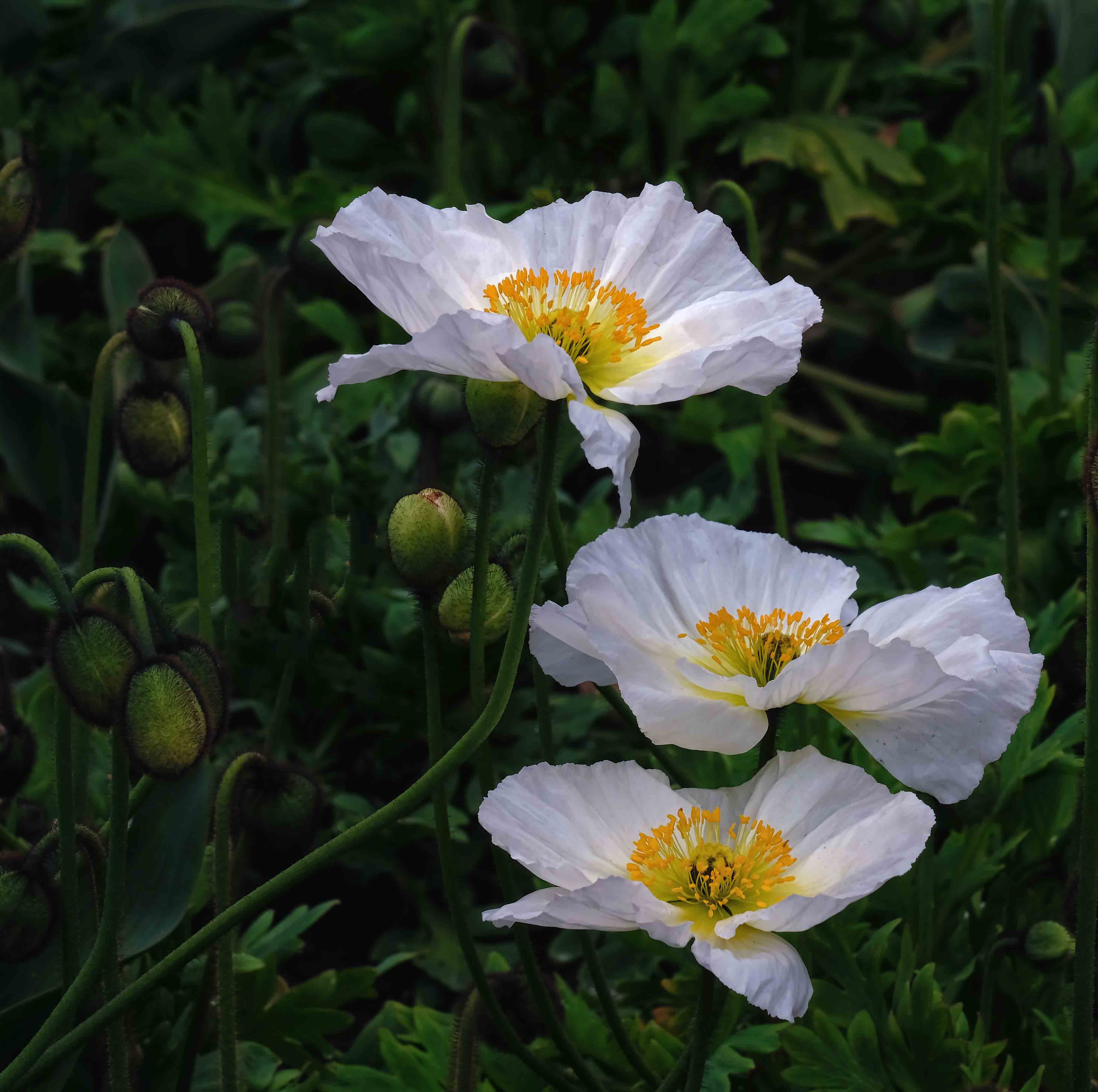 Maureen Pierre: White Poppies