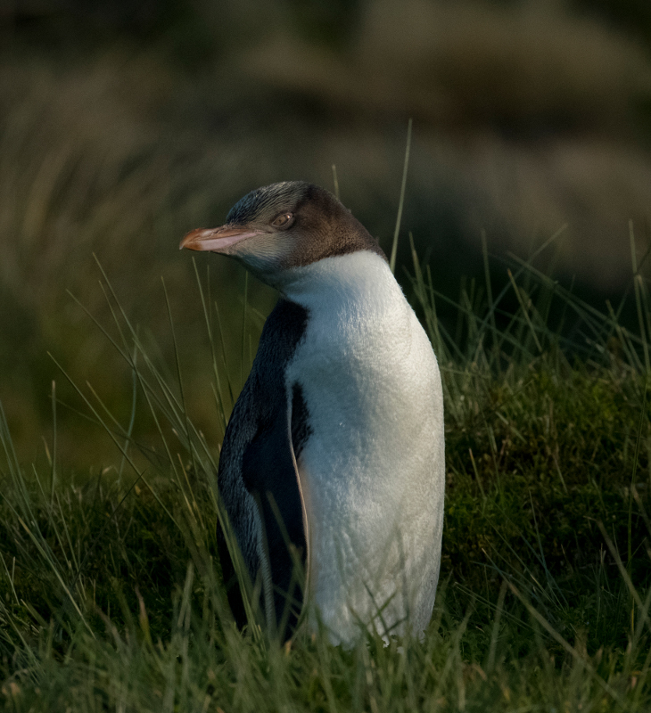 Markus Kaufmann: Penguin