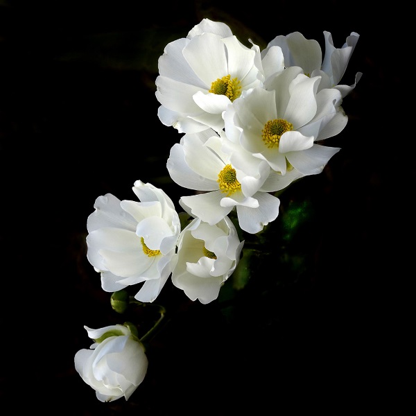 Gillian Clover: Mt Cook Lily