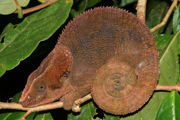 Kath Varcoe: Blue-Legged Chameleon