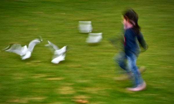Newell Grenfell - Kate Among the Seagulls
