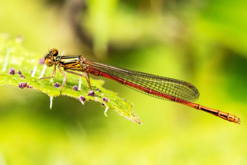 Nadine Campbell - Xanthocnemis zealandica Red Damselfly resting on Urtica ferox